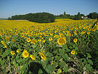 Sunflower fields and open countryside.